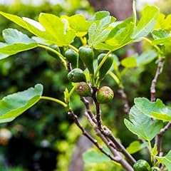 Fig tree brown for sale  Delivered anywhere in UK