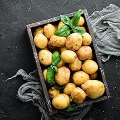 400 semi patate usato  Spedito ovunque in Italia 