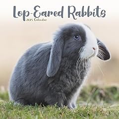 Lop eared rabbits gebraucht kaufen  Wird an jeden Ort in Deutschland