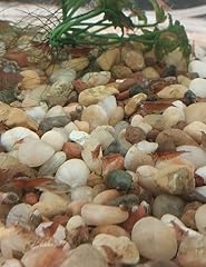 Live neocaridina shrimp for sale  Delivered anywhere in USA 