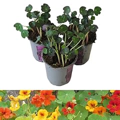 Nasturtium plants 9cm for sale  Delivered anywhere in UK