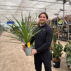 Cordyline australis green for sale  Delivered anywhere in UK