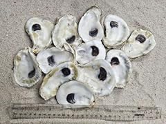 Oyster shells for sale  Delivered anywhere in USA 
