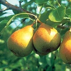 Cuttings bartlett pear for sale  Delivered anywhere in USA 
