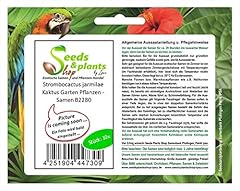 Pcs 10x strombocactus for sale  Delivered anywhere in UK