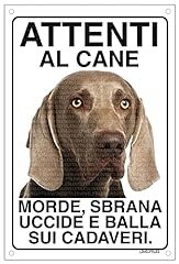 Weimaraner attenti cane usato  Spedito ovunque in Italia 