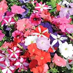 Carbeth plants petunia for sale  Delivered anywhere in UK