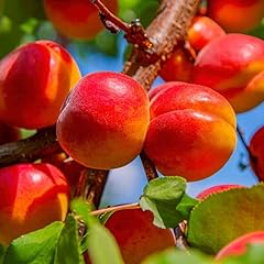 Years old apricot for sale  Delivered anywhere in USA 