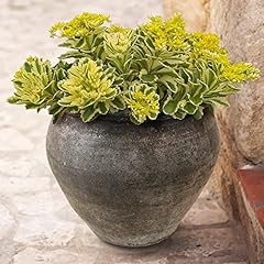 Garden sedum takesimense for sale  Delivered anywhere in UK