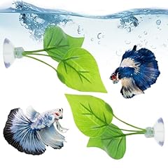 Ouligay pcs betta for sale  Delivered anywhere in UK