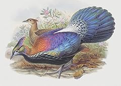 Bird monal himalayan for sale  Delivered anywhere in USA 