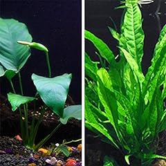 Java fern anubias for sale  Delivered anywhere in USA 