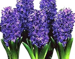 Royal purple hyacinth for sale  Delivered anywhere in USA 