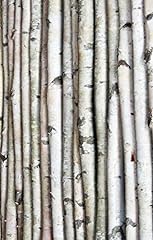 Wilson white birch for sale  Delivered anywhere in USA 