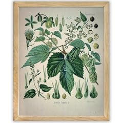 Hops plant vintage for sale  Delivered anywhere in USA 