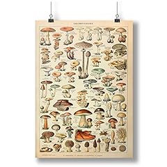 INNOGLEN Mushrooms Print: Vintage Fungi Poster Art d'occasion  Livré partout en France