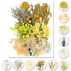 Vignee real dried for sale  Delivered anywhere in USA 