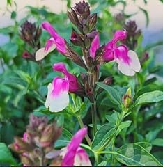 Salvia greggii mirage for sale  Delivered anywhere in USA 