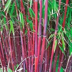 Red bamboo seeds for sale  Delivered anywhere in USA 