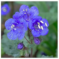 000 california bluebells for sale  Delivered anywhere in USA 
