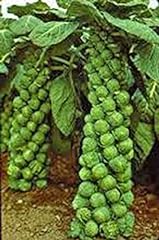 Brussel sprouts seed for sale  Delivered anywhere in USA 