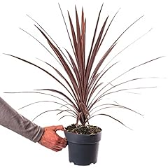 Cordyline australis red for sale  Delivered anywhere in UK