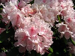Pink royal azalea for sale  Delivered anywhere in USA 
