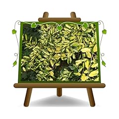 Eleagnus pungens maculata d'occasion  Livré partout en France
