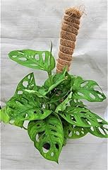 Monstera adansonii philodendro for sale  Delivered anywhere in USA 