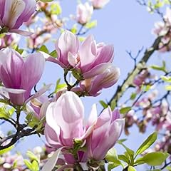 Yougarden magnolia soulangeana for sale  Delivered anywhere in UK