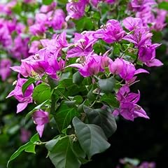 Carbeth plants bougainvillea for sale  Delivered anywhere in UK