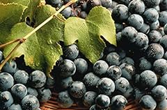 Concord grape cuttings for sale  Delivered anywhere in USA 