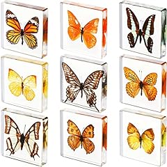 Pieces real butterfly for sale  Delivered anywhere in USA 