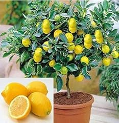 Live meyer lemon for sale  Delivered anywhere in USA 