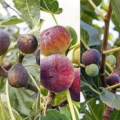 Ficus fig tree for sale  Delivered anywhere in Ireland