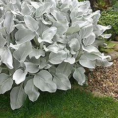 Large senecio angel for sale  Delivered anywhere in UK
