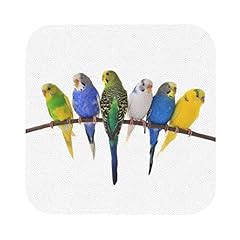 Colorful australian parakeets for sale  Delivered anywhere in USA 