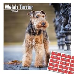 Welsh terrier calendar for sale  Delivered anywhere in UK