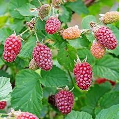Medana tayberry thornless for sale  Delivered anywhere in UK