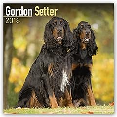 Gordon setter for sale  Delivered anywhere in Ireland