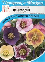Helleborus winter for sale  Delivered anywhere in UK