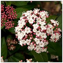 Viburnum tinus eve for sale  Delivered anywhere in UK