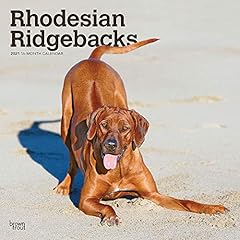 Rhodesian ridgebacks 2021 for sale  Delivered anywhere in UK