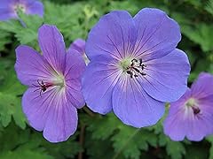 Rozanne hardy geranium for sale  Delivered anywhere in USA 