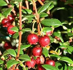 Chilean guava myrtus for sale  Delivered anywhere in UK