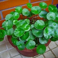 Graines plantes hydrocotyle d'occasion  Livré partout en France