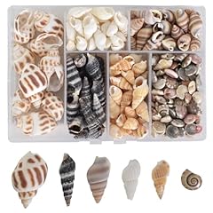 Gemischte beach conch gebraucht kaufen  Wird an jeden Ort in Deutschland