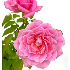Ragnaroc plants fragrant for sale  Delivered anywhere in USA 
