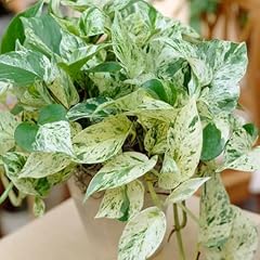 Yougarden epipremnum pinnatum for sale  Delivered anywhere in UK