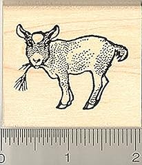 Pygmy goat kid for sale  Delivered anywhere in USA 